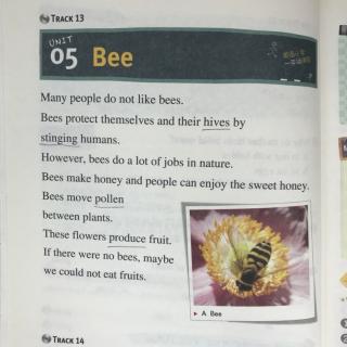 寅寅背英语～有趣的阅读3 Unit5 Bee
