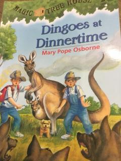 Dingoes at dinnertime  5,6