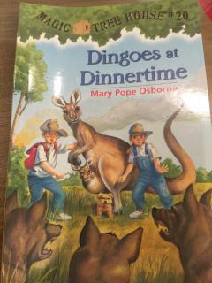 Dingoes at dinnertime   7,8