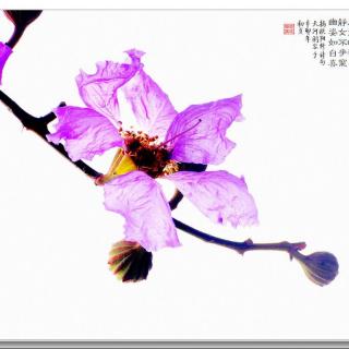 《紫薇花》——主播·炜杰