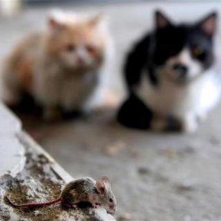一只老鼠两只猫