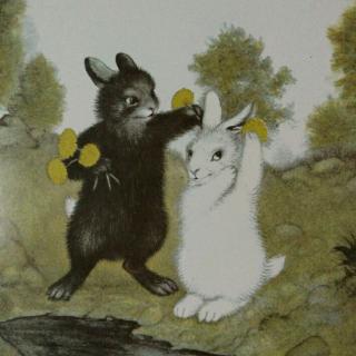 佩佩老师讲故事《黑兔和白兔》