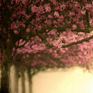 《一棵开花的树》席慕蓉