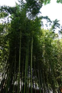 《鹧鸪天 林断山明竹隐墙》宋 苏轼。诵读：木棉