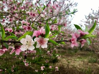 郑荣华：桃花