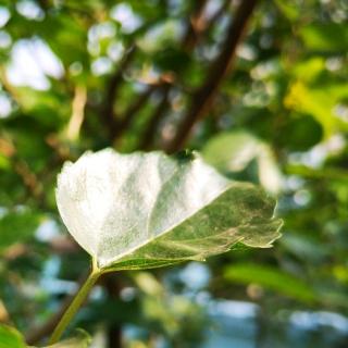 一片叶子落下来