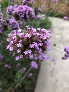 《风惹流花》风吟无忌