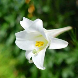 《百合花开》作者 林清玄 朗诵 百合