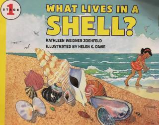 what lives in a shell