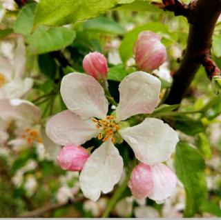 【《风的故事》第五回:《春晓》孟浩然的难题】在线收听_毛豆角开花儿