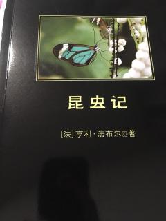 蜜蜂，猫和红蚂蚁的寻常之旅1