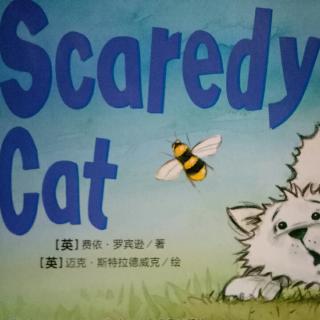 scaredy cat
