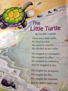 G2 Literature U2W5 - Poetry-The Little Turtle