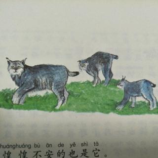 谁是凶手––猞猁