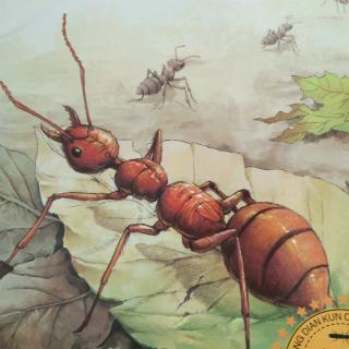 《法布尔昆虫绘本》——固执的强盗红蚂蚁