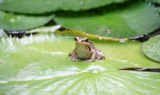 21．青蛙卖泥塘