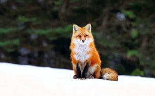 雪地红狐🦊