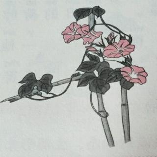 牵牛花