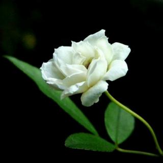 《一朵白蔷薇》冰心