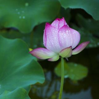 夏雨荷