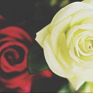 张爱玲：《红玫瑰与白玫瑰》