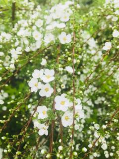 生命之书．八月六日