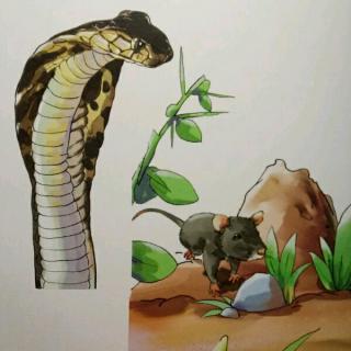 《有趣的爬行动物》之眼镜蛇、壁虎