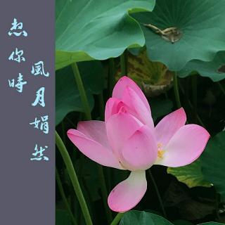 《想你时 风月娟然》/网络文字