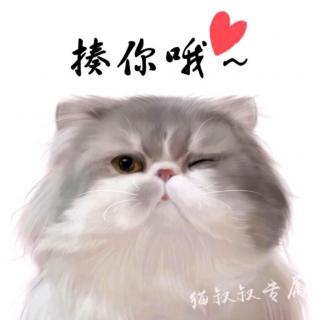 《猫叔声音情书》