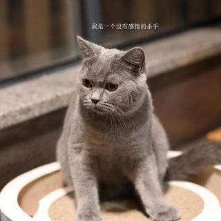 #好声音#养狗的听了沉默养猫的听了流泪