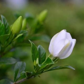 栀子花 旧庭院