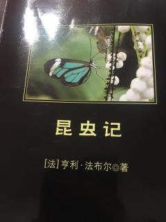 西班牙蜣螂