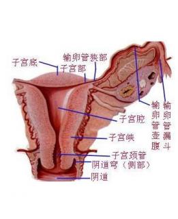 女性妇科知识讲座（1）