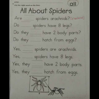 All about spiders