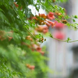 花儿学校  泰戈尔