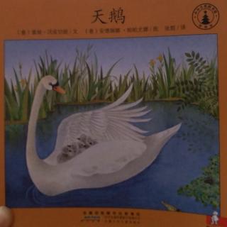 小小自然图书馆《天鹅》