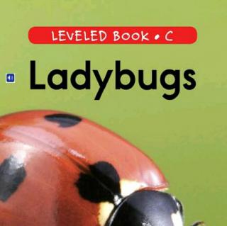elaine 20180709 ladybugs