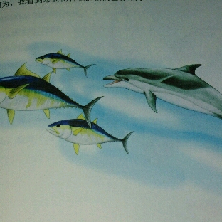《金枪鱼🐟和海豚🐬》