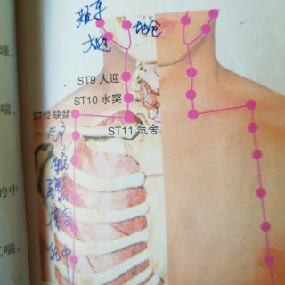 足阳明胃经下关头维人迎水突气舍缺盆气户库房屋翳膺窗乳中详解