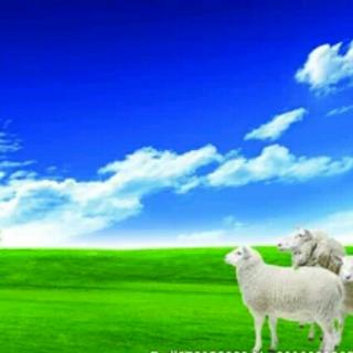 白云☁和羊的故事