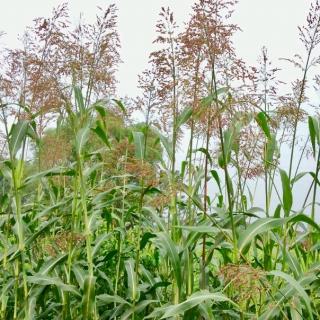 高粱🌾