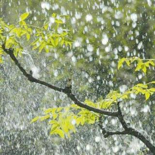 纪武彬作品《写在雨季的歌》