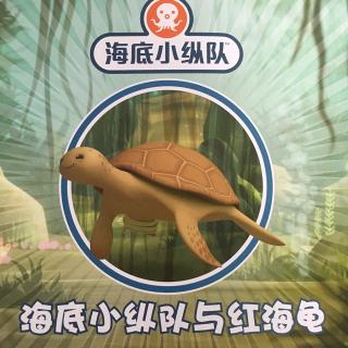 红海龟