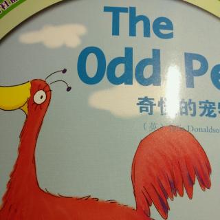 第壹阶百子园四班王诗文 the odd pet