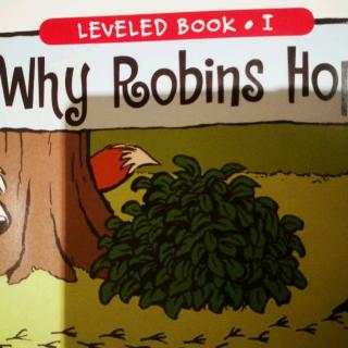 20180711raz i Why robins hop