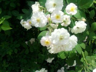 《一朵白蔷薇》冰心