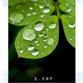 《夏，在雨中》蓉子