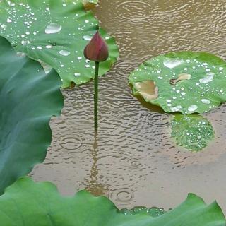 等你 在雨中二录