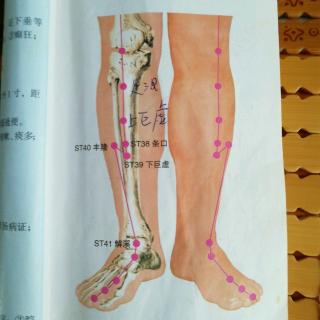 足阳明胃经足三里上巨虚条口下巨虚丰隆解溪穴详解