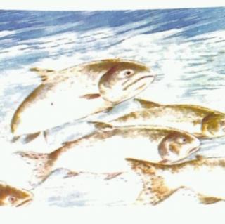 小百灵幼儿园绘本故事《鲑鱼向前冲》